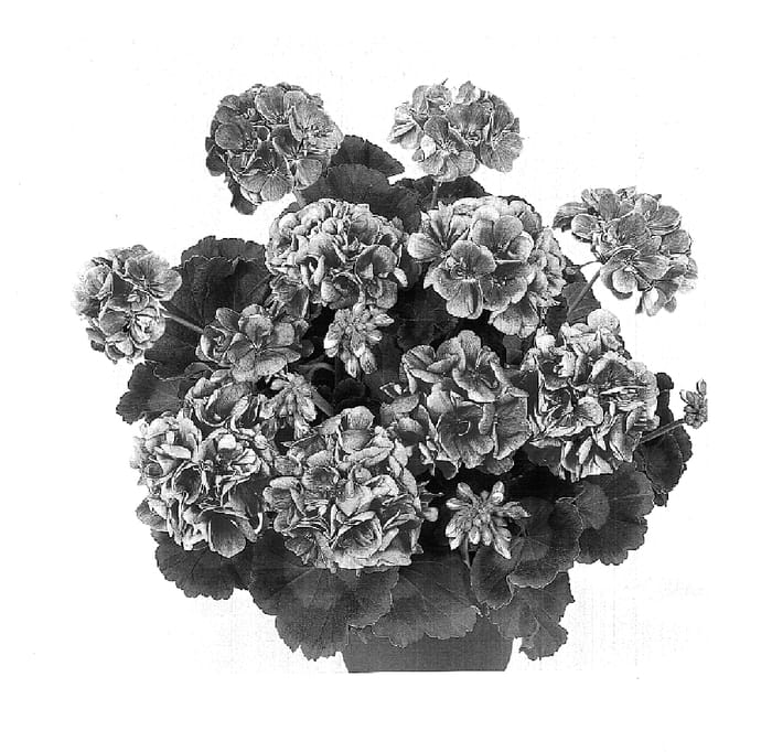 Figure 1 of US plant patent PP15726, the photograph of Dueimgabri printed in the patent.