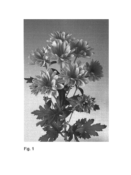 Figure 1 of US plant patent PP15727, the photograph of Redock Salmon printed in the patent.