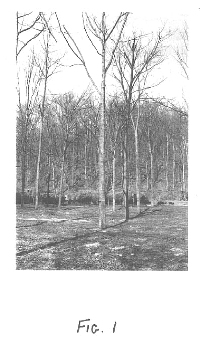Figure 1 of US plant patent PP15728, the photograph of Beineke 9 printed in the patent.