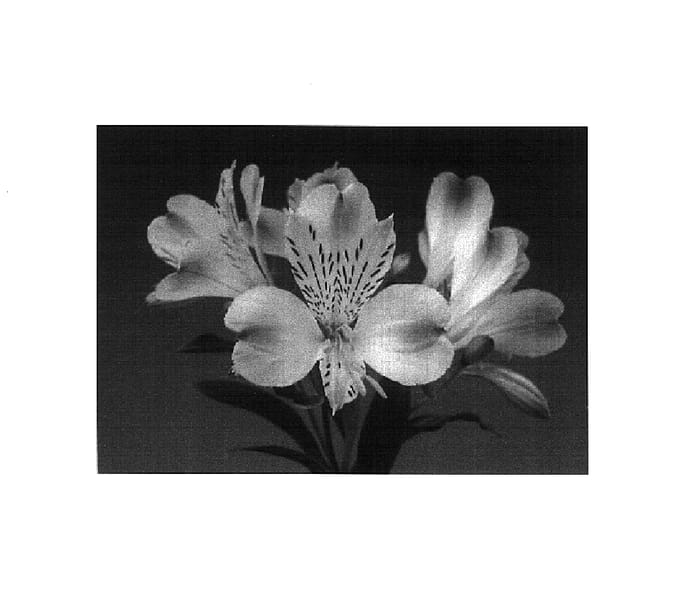 Figure 1 of US plant patent PP15729, the photograph of Zalsamano printed in the patent.