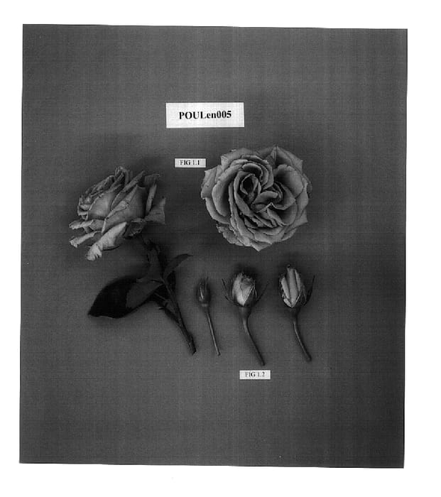 Figure 1 of US plant patent PP15730, the photograph of POULen005 printed in the patent.
