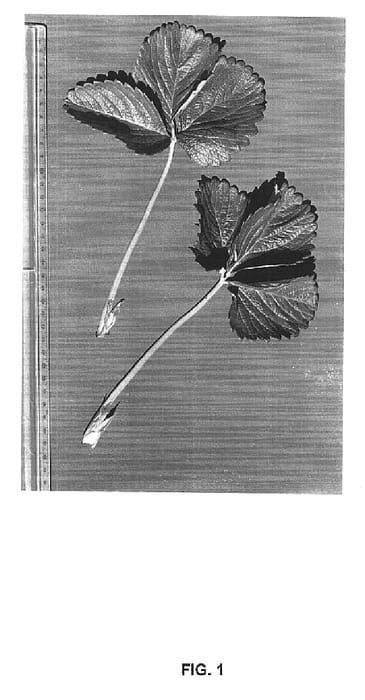 Figure 1 of US plant patent PP15731, the photograph of Driscoll Agoura printed in the patent.