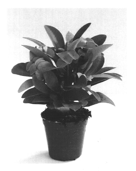 Figure 1 of US plant patent PP15732, the photograph of Rhea printed in the patent.