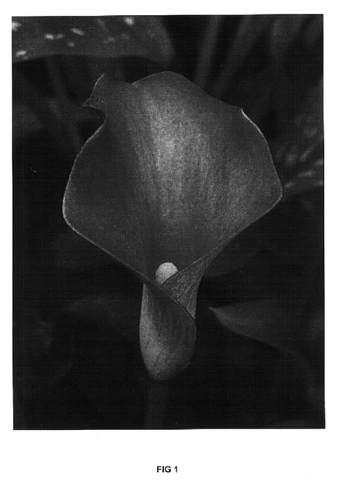 Figure 1 of US plant patent PP15733, the photograph of Crackerjack printed in the patent.