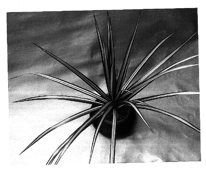 Figure 1 of US plant patent PP15734, the photograph of Norjim printed in the patent.