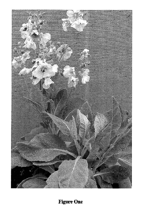 Figure 1 of US plant patent PP15735, the photograph of Jackie in Pink printed in the patent.