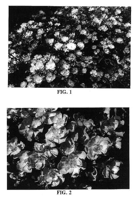 Figure 1 of US plant patent PP15736, the photograph of BAIeam printed in the patent.