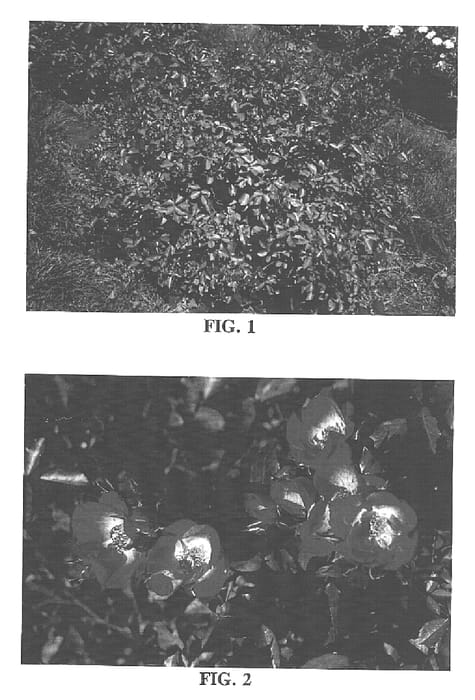 Figure 1 of US plant patent PP15737, the photograph of BAIcker printed in the patent.