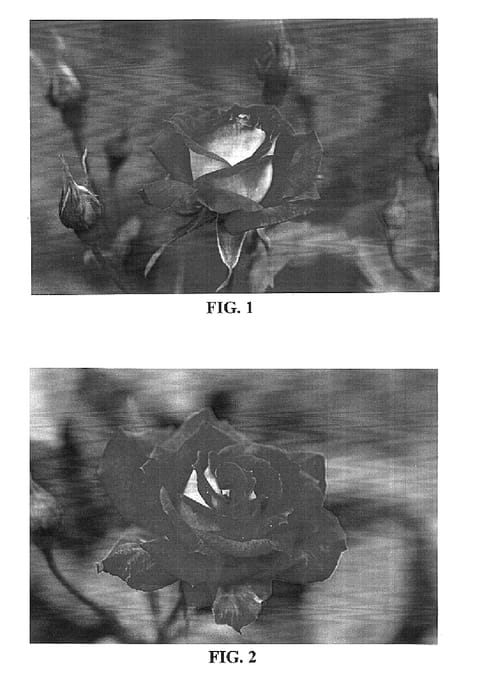 Figure 1 of US plant patent PP15738, the photograph of BAIoist printed in the patent.