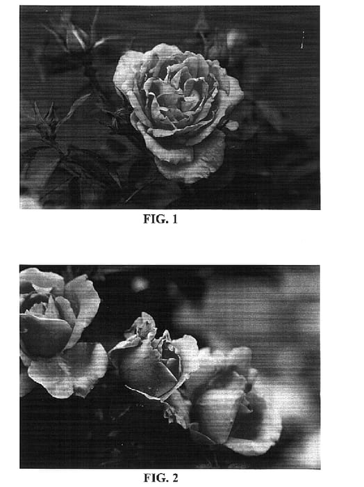 Figure 1 of US plant patent PP15739, the photograph of BAIsist printed in the patent.