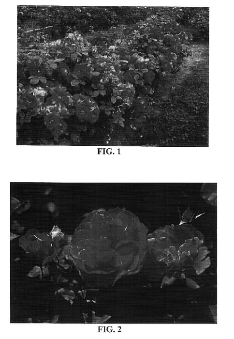 Figure 1 of US plant patent PP15740, the photograph of BAInder printed in the patent.