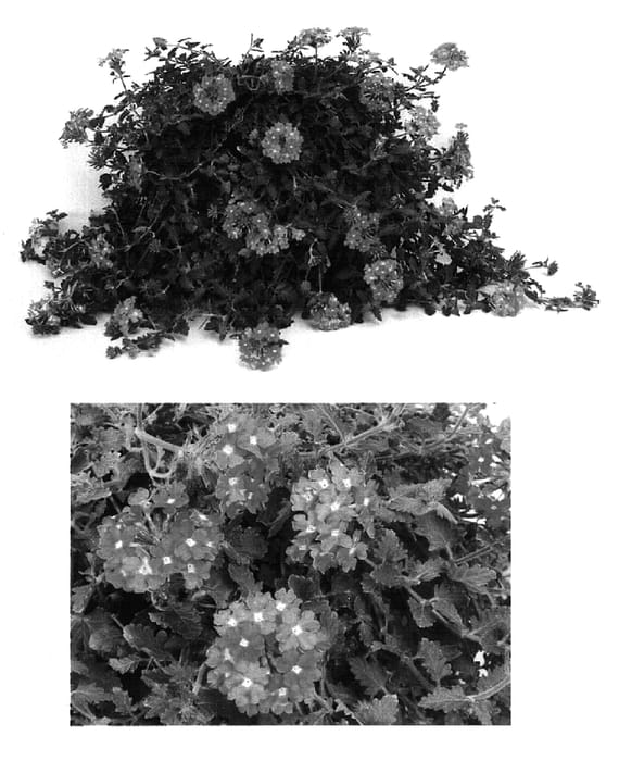 Figure 1 of US plant patent PP15741, the photograph of Lan Depink printed in the patent.