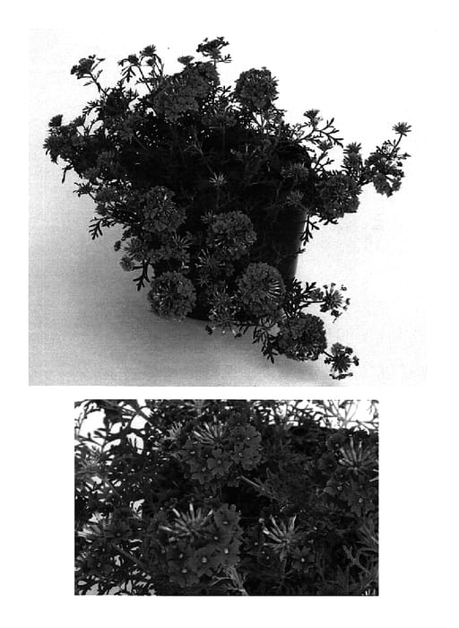 Figure 1 of US plant patent PP15742, the photograph of Rap Orch printed in the patent.