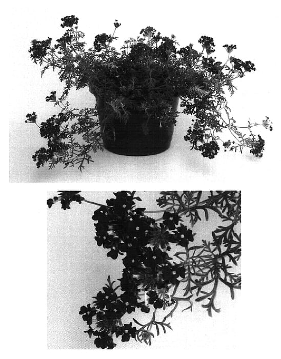Figure 1 of US plant patent PP15743, the photograph of Rap Burg Two printed in the patent.