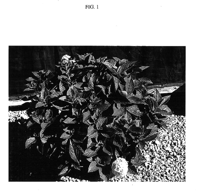 Figure 1 of US plant patent PP15744, the photograph of Mini Penny printed in the patent.