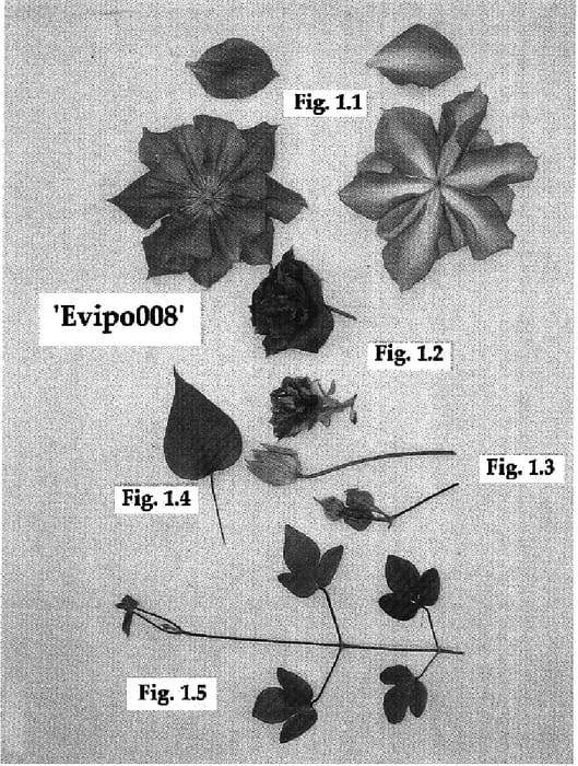 Figure 1 of US plant patent PP15745, the photograph of EVIpo008 printed in the patent.