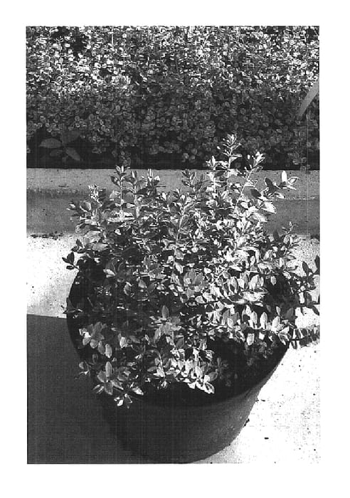 Figure 1 of US plant patent PP15746, the photograph of Clear Skies printed in the patent.