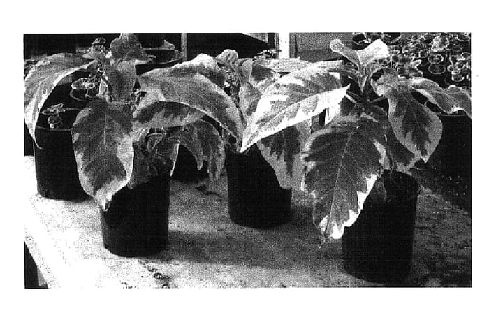 Figure 1 of US plant patent PP15747, the photograph of Miner's Claim printed in the patent.
