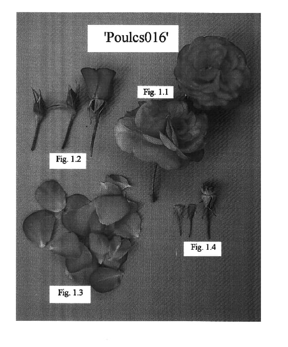 Figure 1 of US plant patent PP15748, the photograph of POULcs016 printed in the patent.