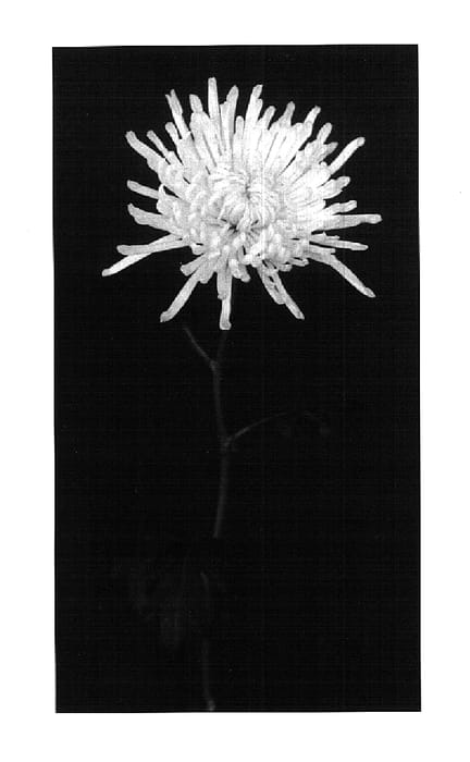 Figure 1 of US plant patent PP15749, the photograph of Storm printed in the patent.
