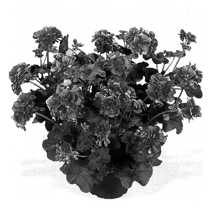 Figure 1 of US plant patent PP15750, the photograph of Dueacanta printed in the patent.