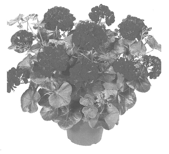 Figure 1 of US plant patent PP15751, the photograph of Dueamelia printed in the patent.