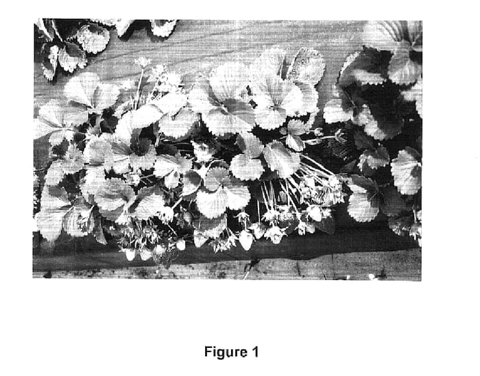Figure 1 of US plant patent PP15752, the photograph of Driscoll Osceola printed in the patent.