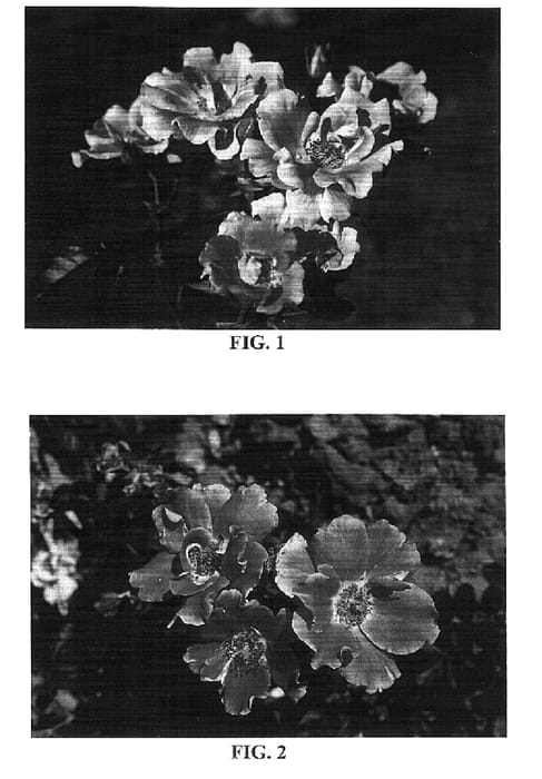 Figure 1 of US plant patent PP15753, the photograph of BAIface printed in the patent.