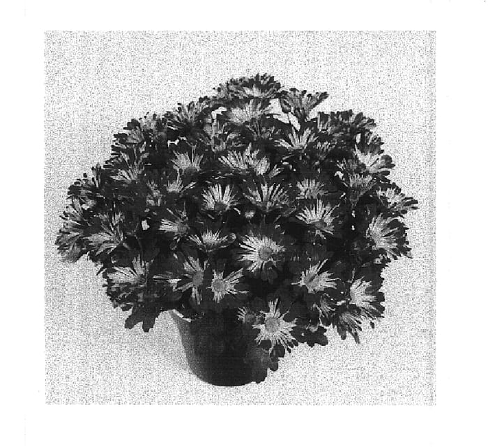 Figure 1 of US plant patent PP15754, the photograph of Chisel Time Pink printed in the patent.