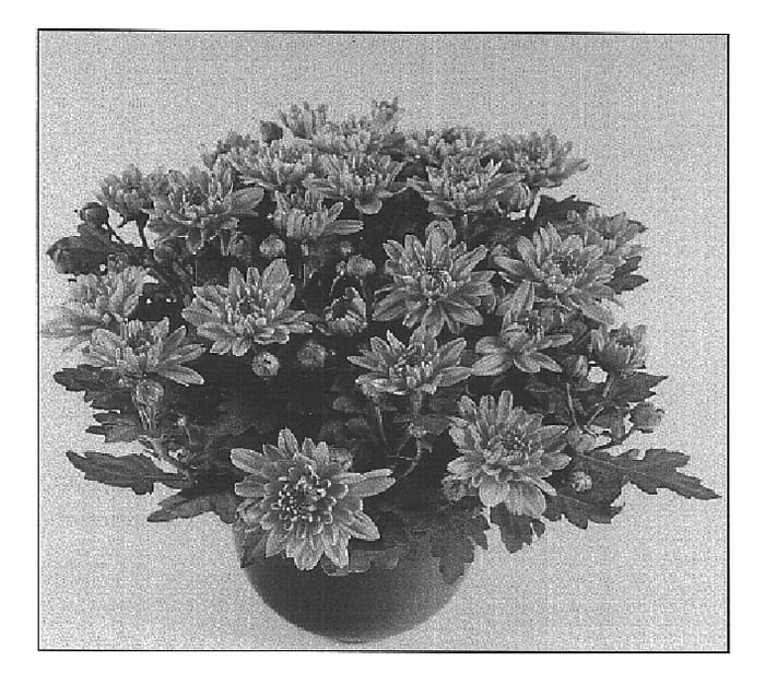 Figure 1 of US plant patent PP15755, the photograph of Vamp Time Dark Pink printed in the patent.