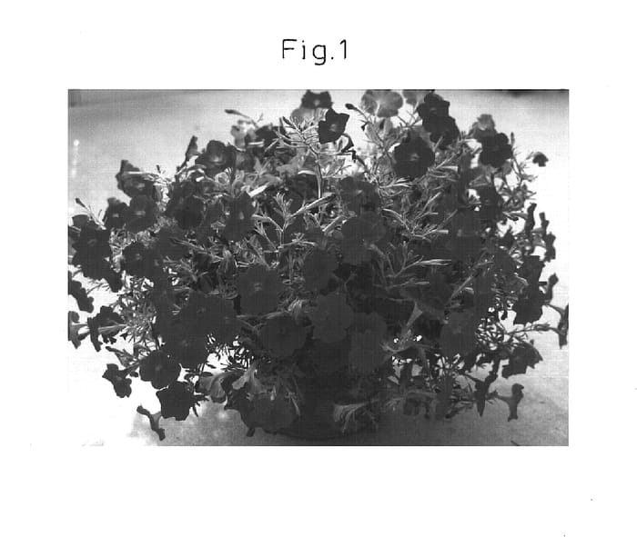 Figure 1 of US plant patent PP15756, the photograph of Sunpatire printed in the patent.