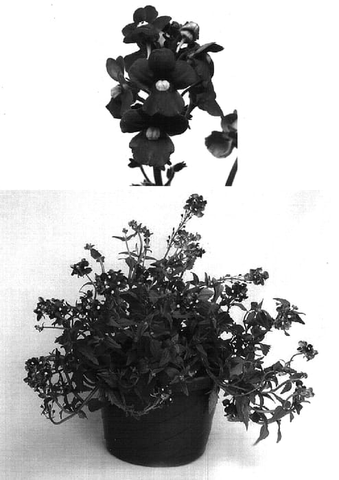 Figure 1 of US plant patent PP15757, the photograph of Innkablue printed in the patent.
