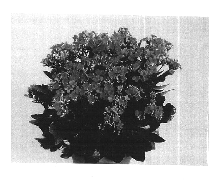 Figure 1 of US plant patent PP15758, the photograph of Patty printed in the patent.