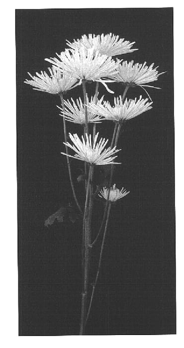 Figure 1 of US plant patent PP15759, the photograph of Sky printed in the patent.