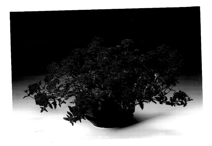 Figure 1 of US plant patent PP15760, the photograph of Arbena printed in the patent.