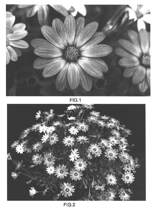 Figure 1 of US plant patent PP15761, the photograph of Kakegawa AU10 printed in the patent.