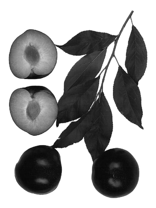 Figure 1 of US plant patent PP15762, the photograph of Interspecific tree named: Flavor Wynne printed in the patent.