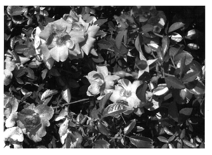 Figure 1 of US plant patent PP15763, the photograph of Angelsie printed in the patent.