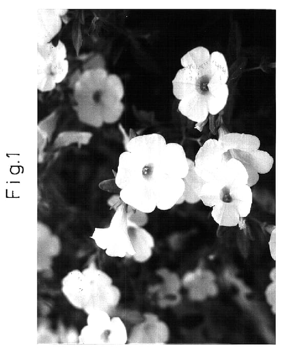 Figure 1 of US plant patent PP15764, the photograph of Sunbelho printed in the patent.