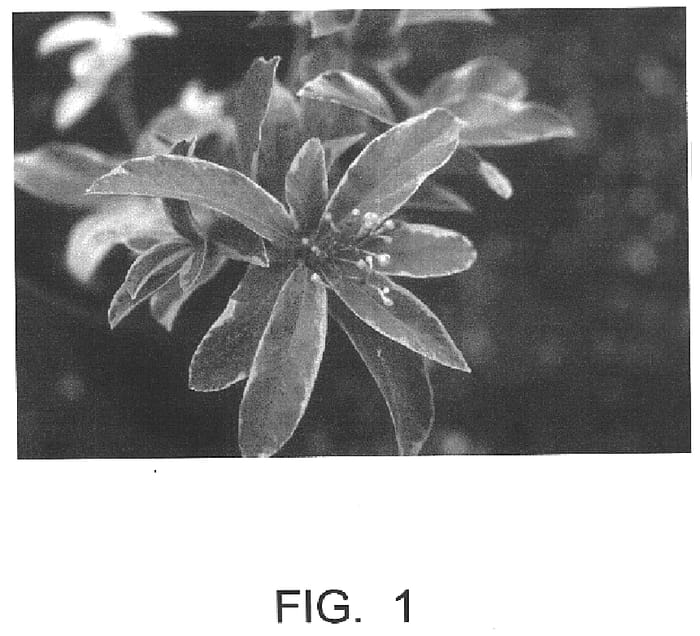 Figure 1 of US plant patent PP15765, the photograph of Ranso En printed in the patent.