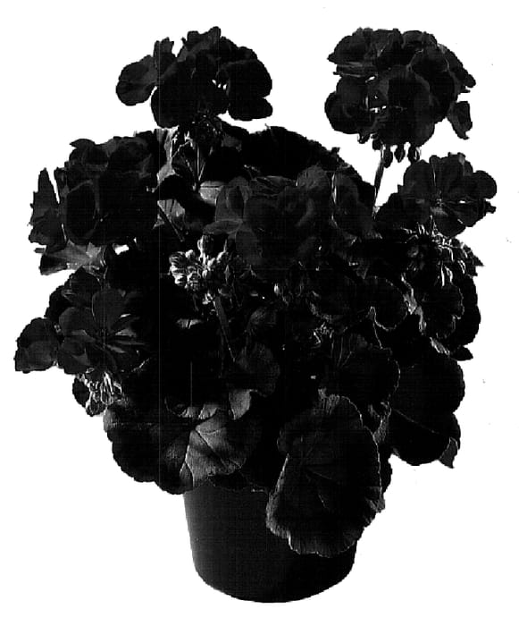 Figure 1 of US plant patent PP15766, the photograph of Genlibsca printed in the patent.