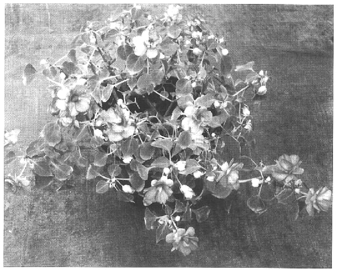 Figure 1 of US plant patent PP15767, the photograph of TiCoPink printed in the patent.