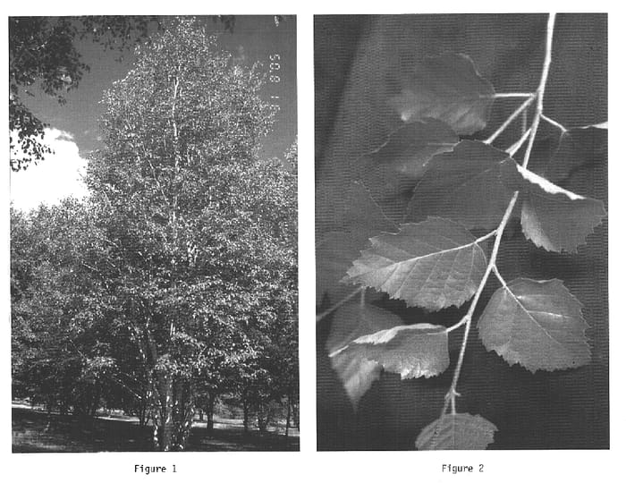 Figure 1 of US plant patent PP15768, the photograph of Varen printed in the patent.
