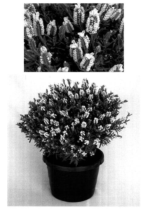 Figure 1 of US plant patent PP15769, the photograph of Barcelona White printed in the patent.
