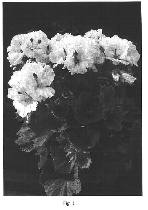 Figure 1 of US plant patent PP15770, the photograph of Elegance Silver printed in the patent.