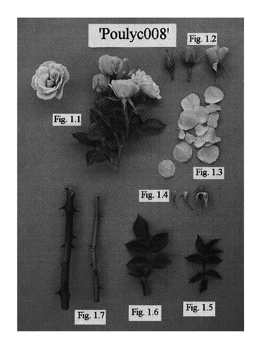 Figure 1 of US plant patent PP15771, the photograph of POULyc008 printed in the patent.