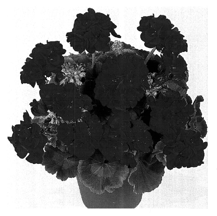 Figure 1 of US plant patent PP15772, the photograph of Dueandria printed in the patent.