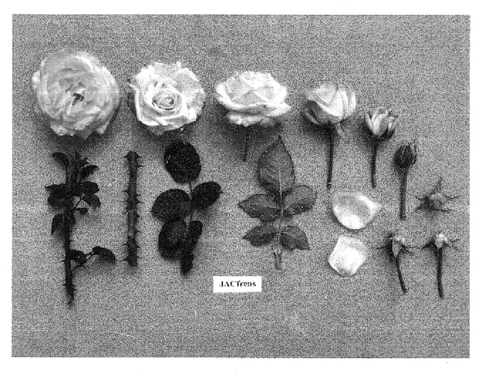 Figure 1 of US plant patent PP15773, the photograph of JACfrens printed in the patent.