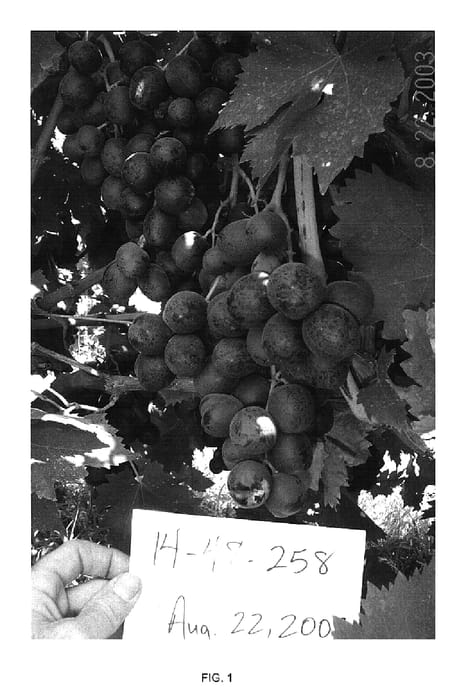 Figure 1 of US plant patent PP15774, the photograph of 14-48-258 printed in the patent.