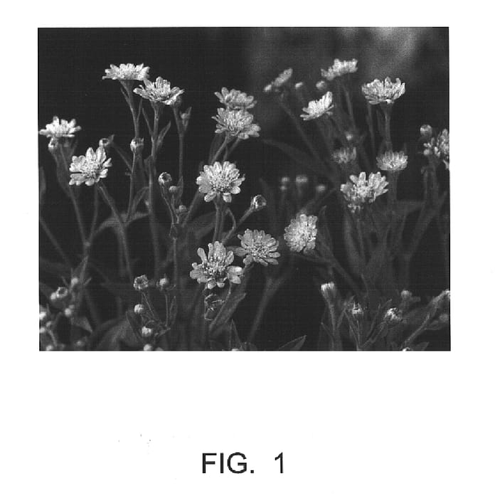 Figure 1 of US plant patent PP15775, the photograph of Blue Lake printed in the patent.